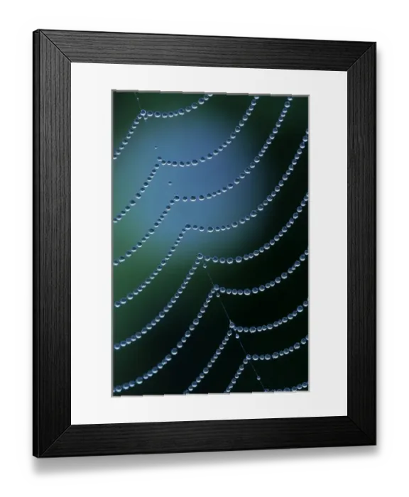 Framed Print : USA, Michigan. Diagonal web strand with dewy drapes