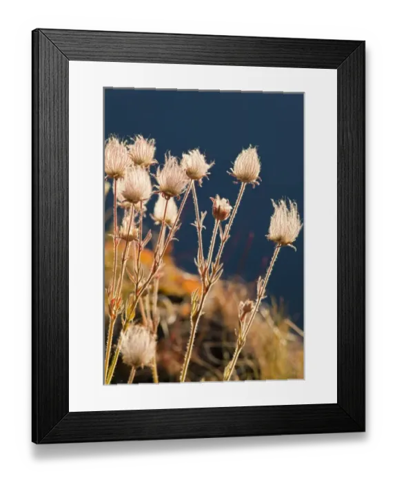 Framed Print : Prairie Smoke wildflowers with St Mary Lake water in background at Glacier National Framed Print : Prairie Smoke wildflowers with St Mary Lake water in background at Glacier National