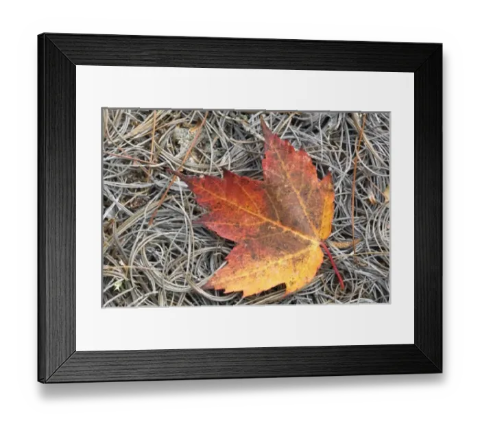 Framed Print : Autumn Leaf, Eagle Lake carriage road north of road 233, Acadia National Park, Maine, USA Framed Print : Autumn Leaf, Eagle Lake carriage road north of road 233, Acadia National Park, Maine, USA