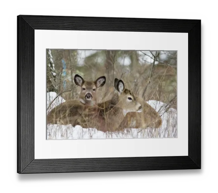 Framed Print : USA, North America, Montana