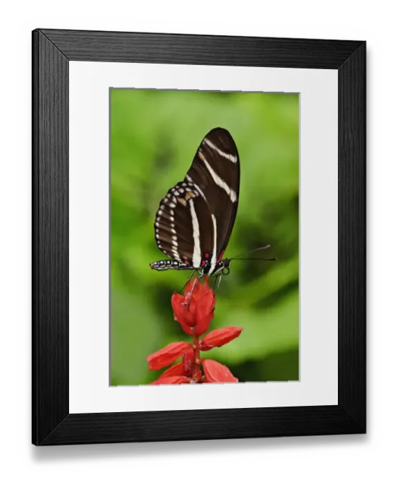 Framed Print : Postman Butterfly, Heliconius melpomene, White River Gardens State Park, Indianapolis Framed Print : Postman Butterfly, Heliconius melpomene, White River Gardens State Park, Indianapolis