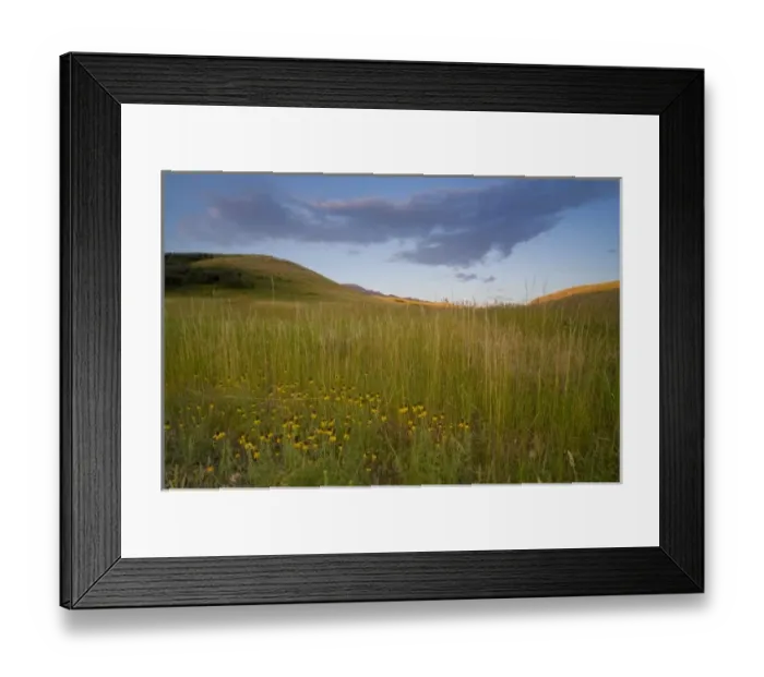 Framed Print : Yellow coneflowers in the foothills of the Absaroka Mountains near Livingston Montana Framed Print : Yellow coneflowers in the foothills of the Absaroka Mountains near Livingston Montana