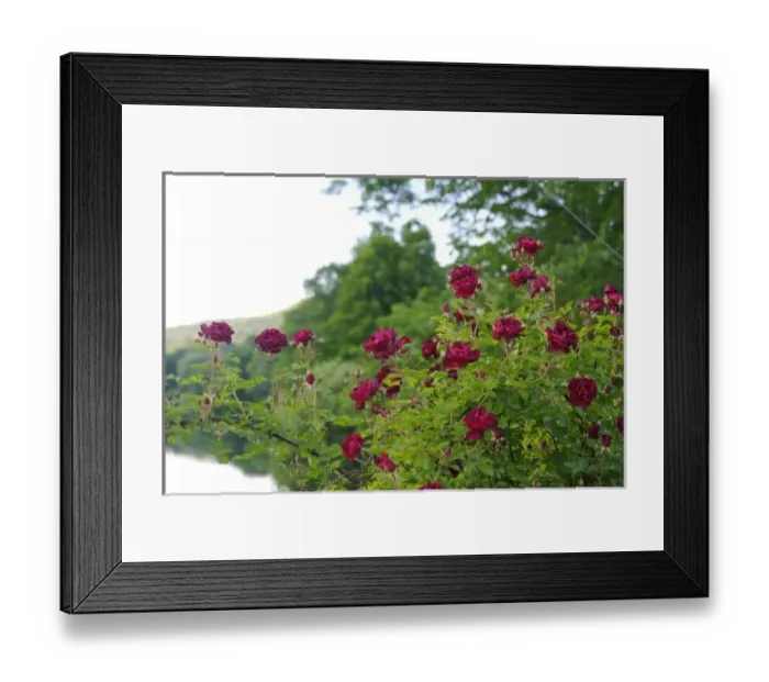 Framed Print : USA, Massachusetts, Shelburne Falls. Roses on Shelburnes Bridge of Flowers Framed Print : USA, Massachusetts, Shelburne Falls. Roses on Shelburnes Bridge of Flowers