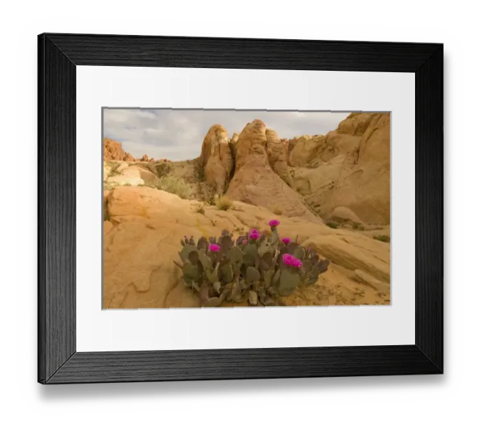 Framed Print : Beavertail Cactus, Opuntia BAsilaris, Mohave Desert, Whitney Pockets, Nevada Framed Print : Beavertail Cactus, Opuntia BAsilaris, Mohave Desert, Whitney Pockets, Nevada