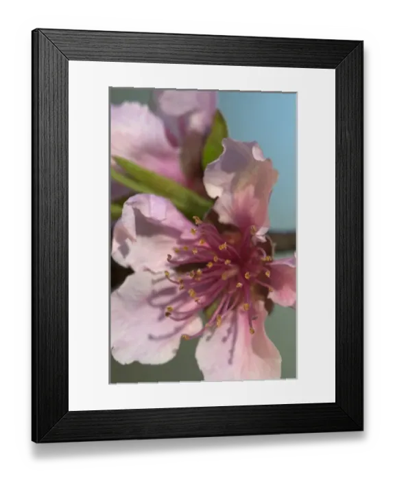 Framed Print : Mammoth Cave National Park, Kentucky, USA. Pink blossoms near the Green River Framed Print : Mammoth Cave National Park, Kentucky, USA. Pink blossoms near the Green River