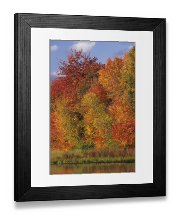 Framed Print : USA, Massachusetts, Acton. Reflection of autumn foliage in pond Framed Print : USA, Massachusetts, Acton. Reflection of autumn foliage in pond