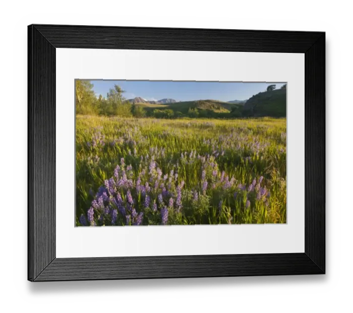 Framed Print : USA, North America, Montana