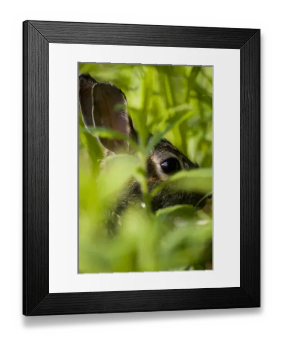 Framed Print : USA, North America, Massachusetts Framed Print : USA, North America, Massachusetts