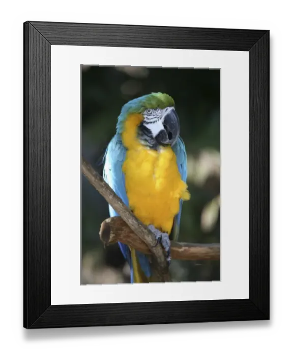 Framed Print : USA, North America, Louisiana Framed Print : USA, North America, Louisiana