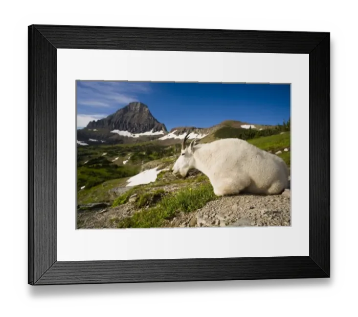 Framed Print : Mountain Goat Billy rests at Logan Pass in Glacier National Park in Montana Framed Print : Mountain Goat Billy rests at Logan Pass in Glacier National Park in Montana