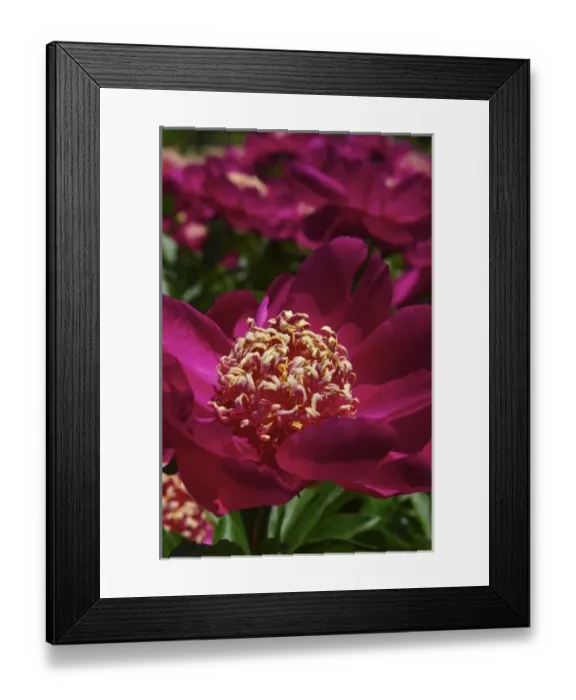 Framed Print : USA, Massachusetts, Boylston, Tower Hill Botanic Garden, close-up of paeonies in bloom Framed Print : USA, Massachusetts, Boylston, Tower Hill Botanic Garden, close-up of paeonies in bloom