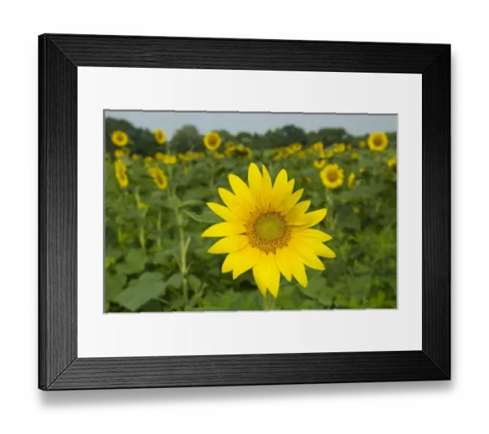 Framed Print : USA, North America, Maryland Framed Print : USA, North America, Maryland