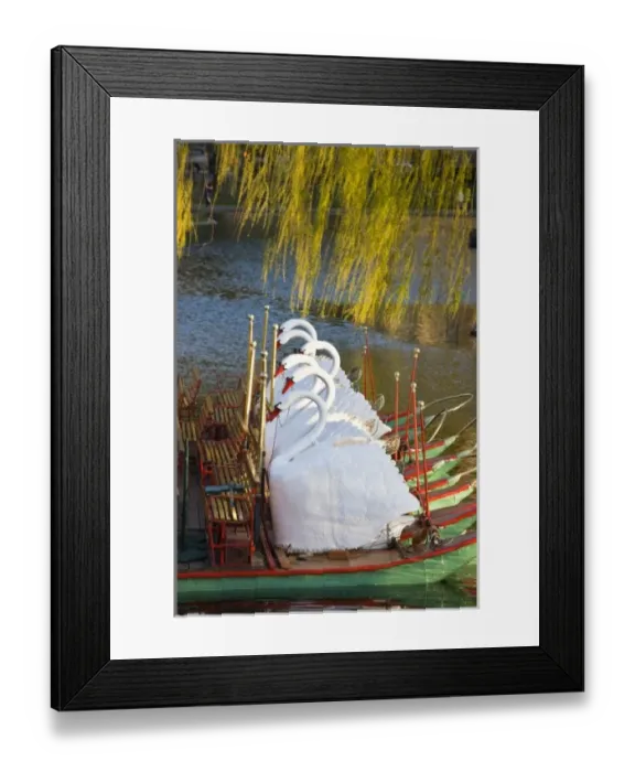 Framed Print : USA, Massachusetts, Boston. Public Garden, Swanboats