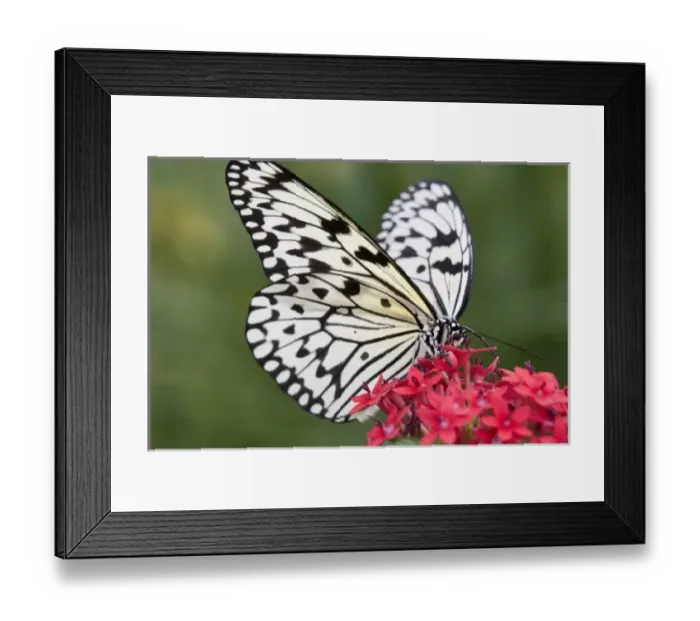 Framed Print : USA, Georgia, Pine Mountain. Paper Kite butterfly Framed Print : USA, Georgia, Pine Mountain. Paper Kite butterfly