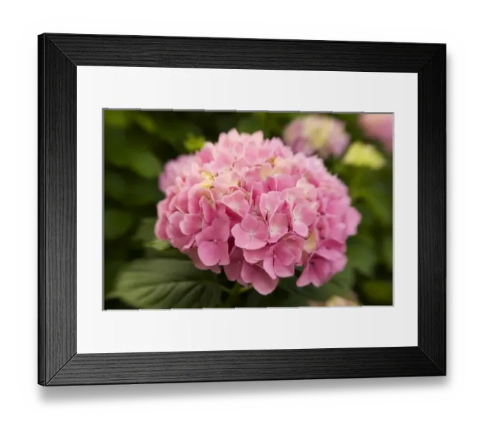 Framed Print : USA; Georgia; A pink hydrangea blooms in a Savannah garden in the spring Framed Print : USA; Georgia; A pink hydrangea blooms in a Savannah garden in the spring