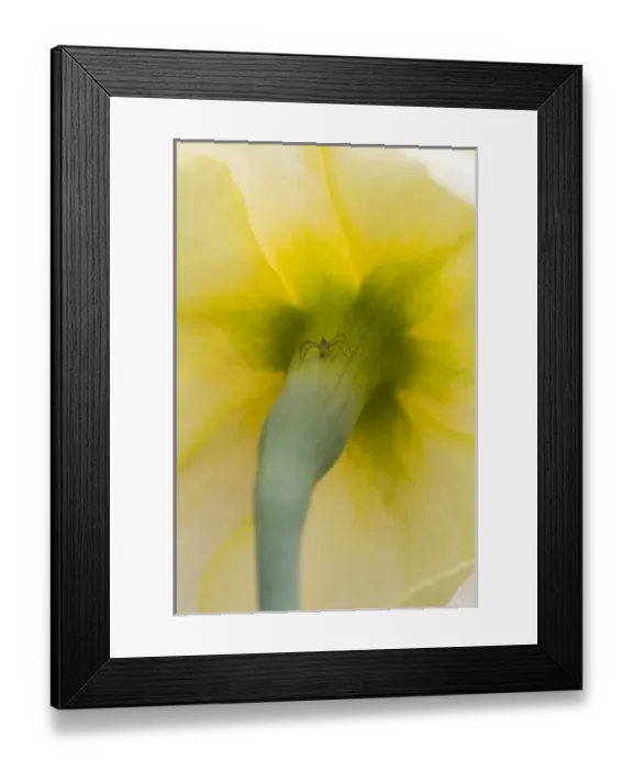 Framed Print : USA, North America, Georgia