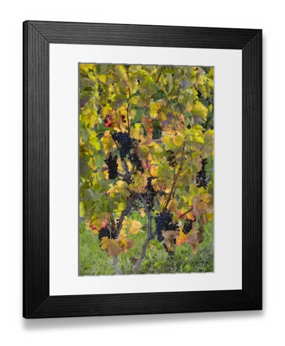 Framed Print : USA, North America, Michigan
