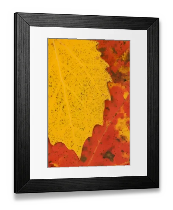 Framed Print : USA, North America, Maine