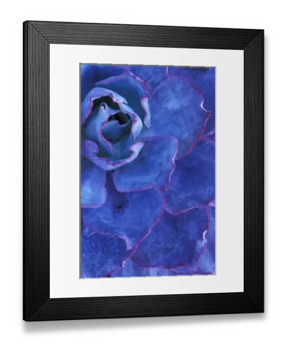 Framed Print : USA, Hawaii, Maui. Tropical plant detail Framed Print : USA, Hawaii, Maui. Tropical plant detail