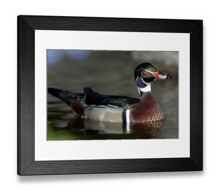 Framed Print : Wood Duck male portrait Framed Print : Wood Duck male portrait