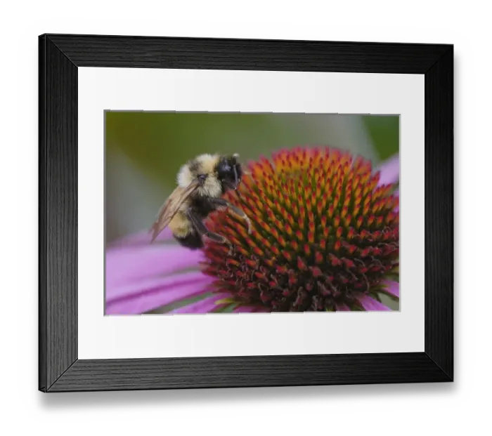 Framed Print : Bumble bee on aster, New Hampshire, Bombus sp