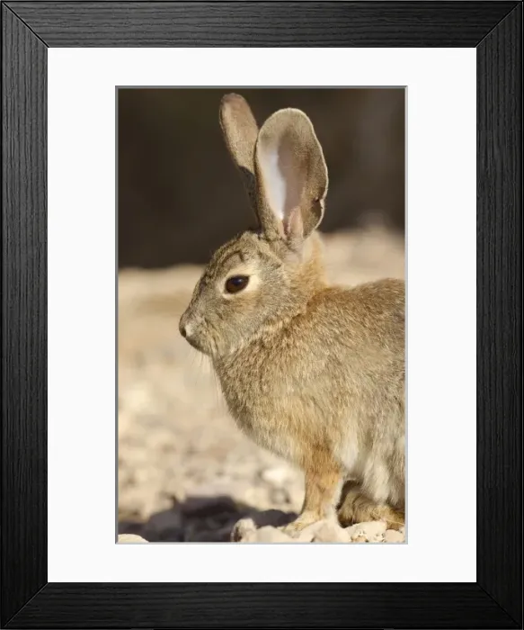 Framed Print : USA, North America, Nevada Framed Print : USA, North America, Nevada