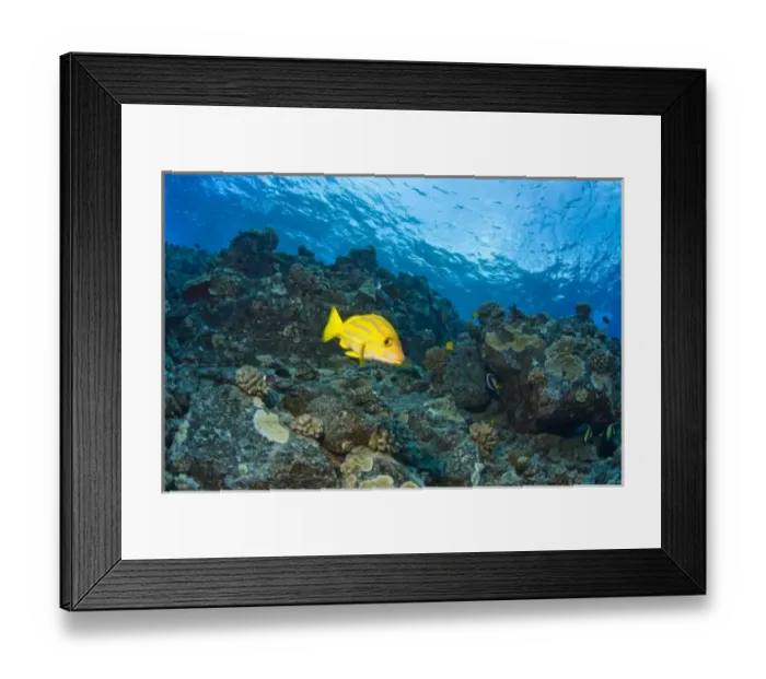Framed Print : Bluestripped Snapper, Molokini Crater (Bird Sanctuary), South Maui, Hawaii, USA