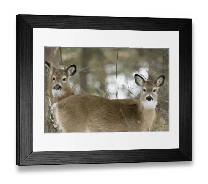 Framed Print : USA, North America, Montana Framed Print : USA, North America, Montana