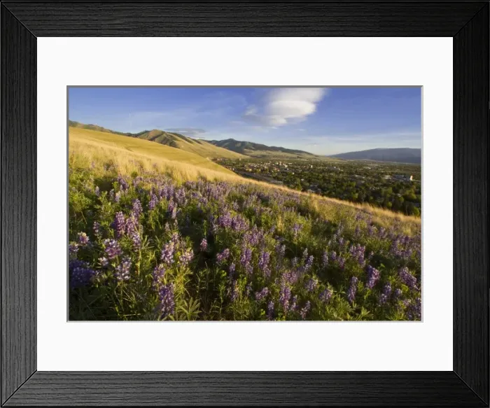 Framed Print : USA, North America, Montana