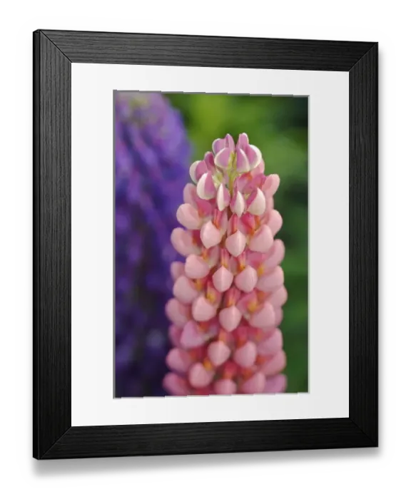Framed Print : USA, Massachusetts, Shelburne Falls. Flowers on Shelburnes Bridge of Flowers Framed Print : USA, Massachusetts, Shelburne Falls. Flowers on Shelburnes Bridge of Flowers