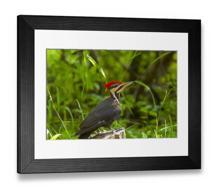 Framed Print : Pileated Woodpecker (Dryocopus pileatus) in Whitefish, Montana, USA