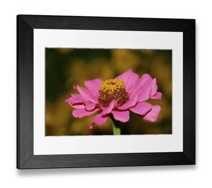 Framed Print : USA, Massachusetts, Shelburne Falls. A flower on Shelburnes Bridge of Flowers Framed Print : USA, Massachusetts, Shelburne Falls. A flower on Shelburnes Bridge of Flowers