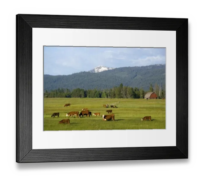 Framed Print : Cattle graze in a pasture near Cascade, Idaho Framed Print : Cattle graze in a pasture near Cascade, Idaho