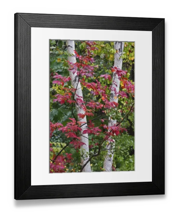 Framed Print : Red leaves and white birch tree, Acadia National Park, Maine