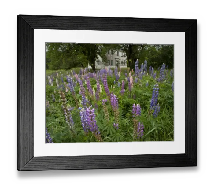 Framed Print : Old field with lupine, coastal Maine near Brunswick Framed Print : Old field with lupine, coastal Maine near Brunswick