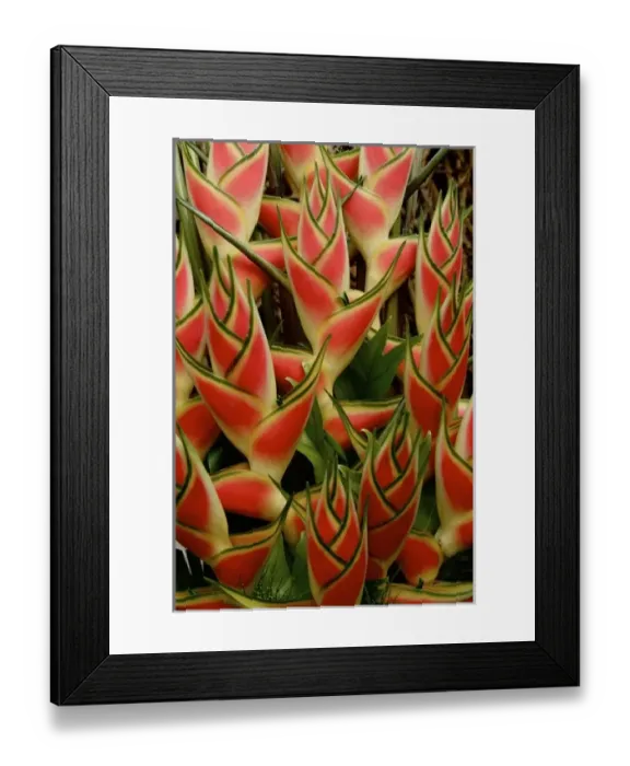 Framed Print : Maui, Hawaii, United States. Ginger plant