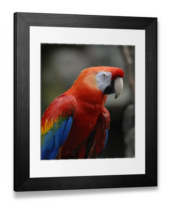 Framed Print : Omahas Henry Doorly Zoo Framed Print : Omahas Henry Doorly Zoo
