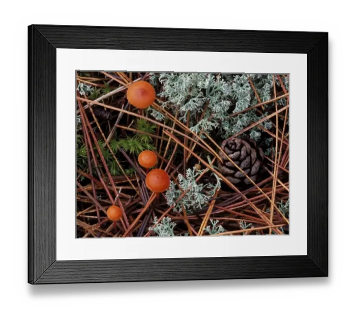 Framed Print : USA, Michigan, Upper Peninsula, Vermilion Hygrophorus mushrooms, reindeer lichen Framed Print : USA, Michigan, Upper Peninsula, Vermilion Hygrophorus mushrooms, reindeer lichen