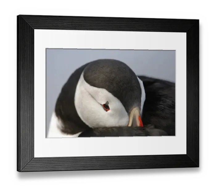 Framed Print : Atlantic Puffins, Machias Seal Island, Maine, United States of America Framed Print : Atlantic Puffins, Machias Seal Island, Maine, United States of America