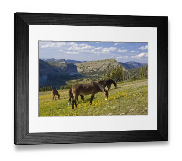 Framed Print : USA, North America, Montana Framed Print : USA, North America, Montana