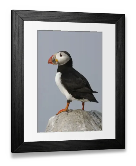 Framed Print : Atlantic Puffins, Machias Seal Island, Maine, United States of America
