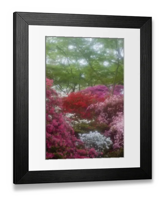 Framed Print : USA; Georgia; Pine Mountain. Azaleas at Callaway Gardens in the spring Framed Print : USA; Georgia; Pine Mountain. Azaleas at Callaway Gardens in the spring