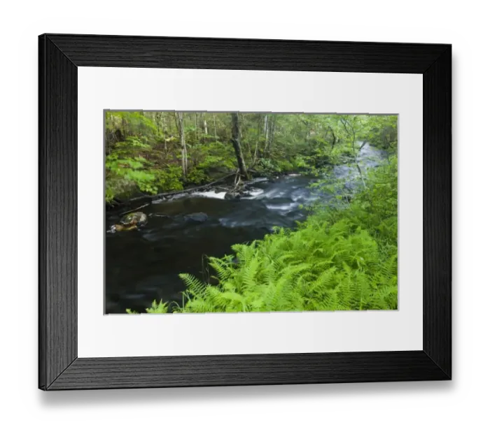 Framed Print : Ferns line Greenough Brook in Errol, New Hampshire