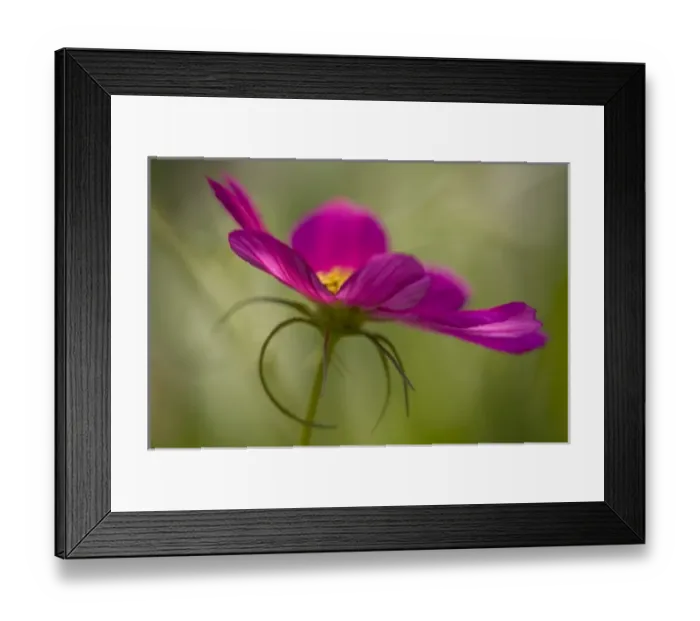 Framed Print : USA, North America, Maine Framed Print : USA, North America, Maine