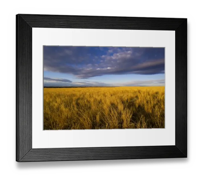 Framed Print : Prairie grasslands near Rapelje Montana Framed Print : Prairie grasslands near Rapelje Montana