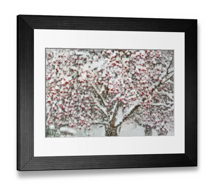 Framed Print : Mountain ash tree during heavy snowfall in Whitefish, Montana Framed Print : Mountain ash tree during heavy snowfall in Whitefish, Montana