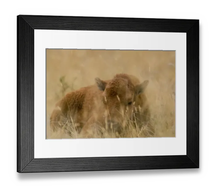 Framed Print : USA, North America, Montana Framed Print : USA, North America, Montana
