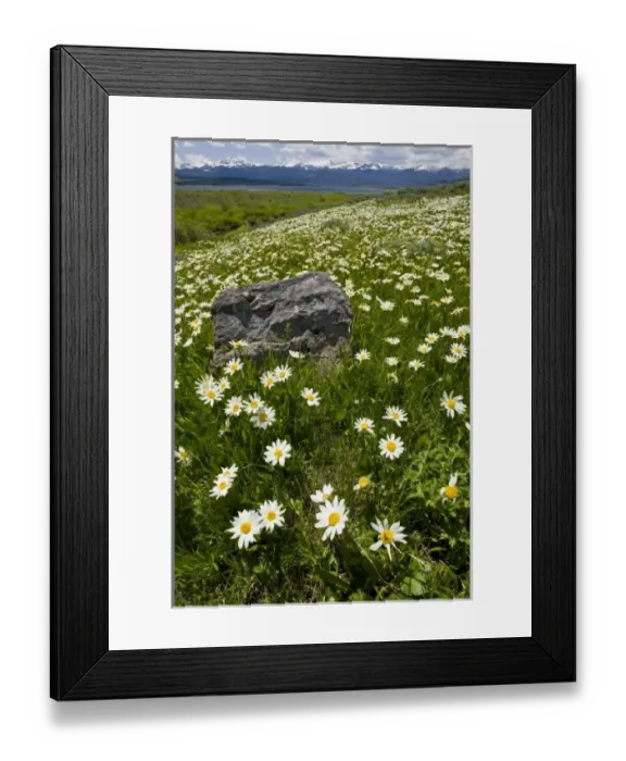 Framed Print : USA, Montana, Wild Daisy blooming in meadow by Hebgen Lake west of Yellowstone National Park