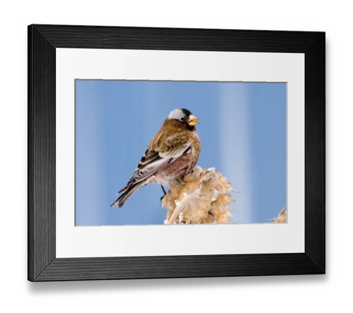 Framed Print : Gray-Crowned Rosy Finch in Cloquet, Minnesota Framed Print : Gray-Crowned Rosy Finch in Cloquet, Minnesota