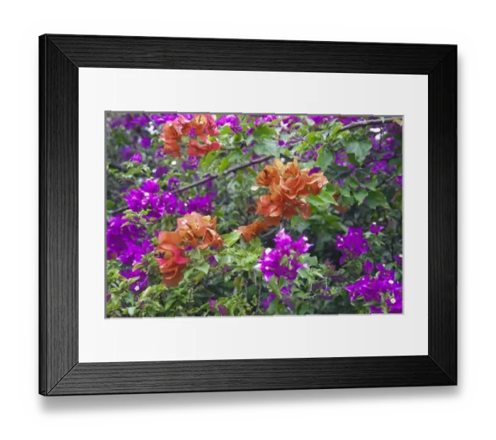 Framed Print : USA, Hawaii, Maui. Bougainvillea on Maui in the spring Framed Print : USA, Hawaii, Maui. Bougainvillea on Maui in the spring